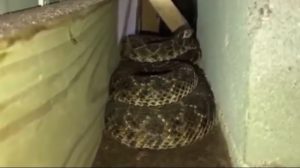 شاهد: قاهر الأفاعي يثير إعجابا واسعا بعد مهمة الـ88 ثعبانا