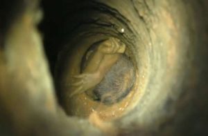 الطفل الهندي “سوجيث”: شغلت قصته العالم ويدعو مستخدمو مواقع التواصل من أجل نجاته .. فما قصته؟