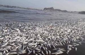 بحسب المعلومات المتداولة إن سواحل عدن تتعرض للنفوق الأسماك على شواطئها الآن ننتضر من المختصين توضيح الأسباب الحقيقية وهل لها ارتباط بأعصار كيار