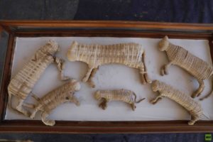 مصر – اكتشاف أثري مُذهل في سقارة (فيديو) أسود محنطه لأول مره تُكتشف وآثار يرتبط تاريخها باليمن