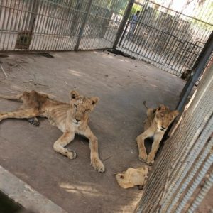 فيديو وصورأسود السودان الهزيلة تتضور جوعاً تضج مواقع التواصل