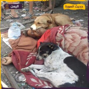 بالفيديو كلب يرفض مفارقة صديقه المتوفي إسماعيل محمد هادي في إب اليمنية.. القصة كاملة