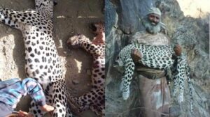 جريمة قتل النمور اليمنيه