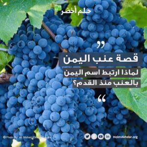 الاناضول عنب اليمن السعيد تنزف تقرير رائع