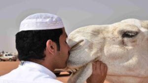 من السعودية قصة القبض على مصري امتهن إجراء عمليات تجميل للإبل لرفع سعرها!