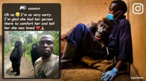 شاهد صور جديدة لاشهر غوريلا اذهلت العالم في تقليد البشر!