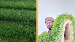 دون الحاجة للتربة! مزارع يمني ينجح بعملية الإستنبات الزراعي بطرق بدائية!!