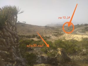 النداء قبل الأخير.. موت شجرة دم الأخوين في سقطرى و احد ابناءها يكتشف السبب (صور)