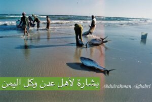 بشرى لليمنيين في عدن.. قصة قرار إيقاف الصادرات السمكية الطازجة وحقيتها؟