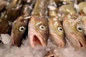 ورد الان.. أسماك تحوي على مواد كيماوية مسرطنة احذروها!