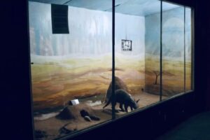 “وداعاً متحف التاريخ الطبيعي” صرخة من عمق حرب الخرطوم