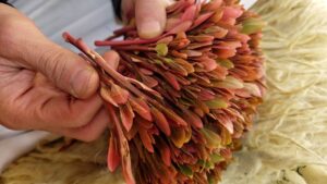 القات ليست عادة يمنية ابدا.. مؤرخ ينشر تاريخ القات وحقيقته باختصار