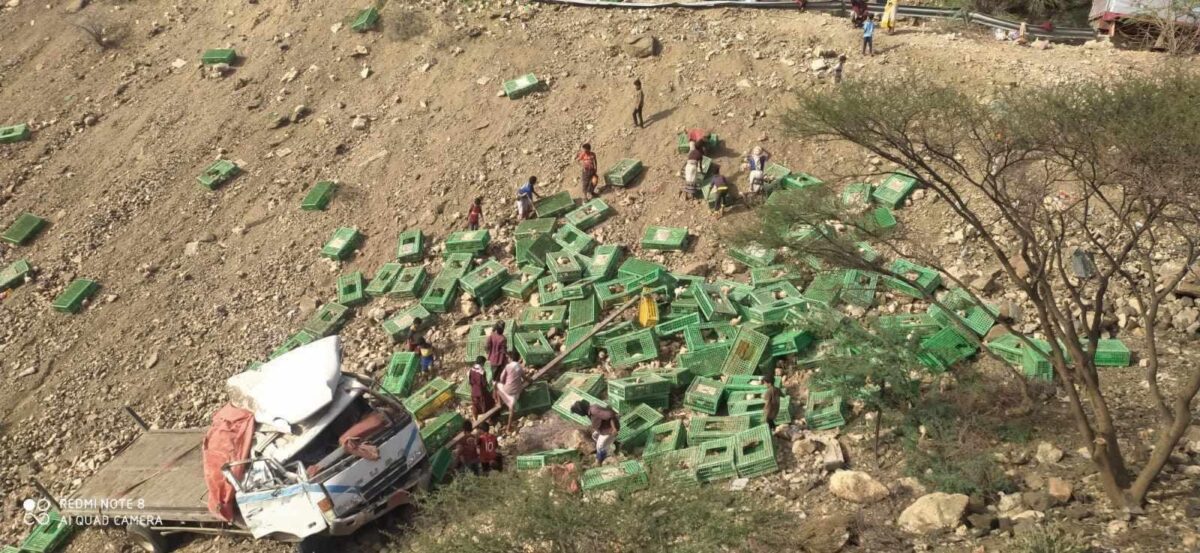 انتشار فيديو لمواطنين يجمعون الدجاج من الجبل لحظة انقلاب شاحنة بطريق مارب