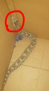 اليمن اليوم.. قصة مواطن في شبوة يصطاد حية على رأسها رسمة فتاه