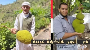 اليمن تحتل المركز 3 عالمياً في زراعة فاكهة جاك فروت الغريبة (فيديو)