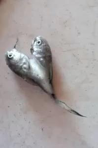 قصة السمكة الغريبة التي اصطادها صياد يمني في عدن