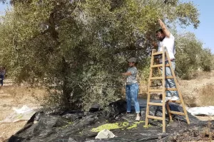 استغلال مستوطنين لموسم قطف الزيتون لإثارة الرعب والقلق بين الفلسطينيين في الضفة الغربية