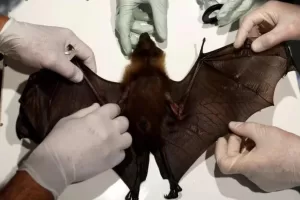 تنبؤات مقلقة: تصاعد خطر الأمراض الحيوانية القاتلة في عام 2050