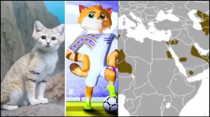 المفاجأة المدهشة: وحش ذو وجه لطيف يدهش العالم! تقرير مصور بالفيديو