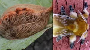 لغم أرضي مدمر!! يرقة تدهش العالم (فيديو)