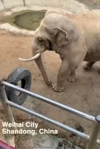 الفيلة دائما تدهشك بذكائها وطريقة تفاعلها مع البشر شاهد القصة والفيديو ‼️