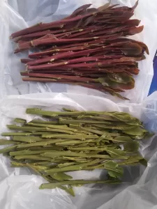 اكتشاف استخدام غاز خطير في حماية محاصيل القات من البرد في اليمن: يدمر الكبد ويسبب الفشل الكلوي