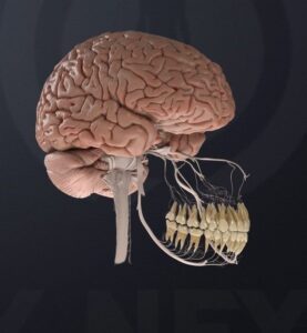 حمام دافيء للمخ!! دراسة جديدة تكشف أن النوم يساعد فى إفراز سائل منظف يغسل المخ من السموم