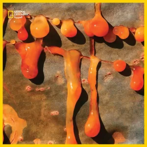 “سحر اللبان المتطاول في سقطرى، اليمن: جمال اللحاء الشجري وأهميته البيئية”