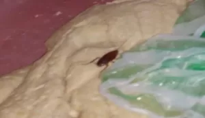 أخبار اليمن: تجاوزات صحية بمطعم في أبين تثير قلق السكان المحليين