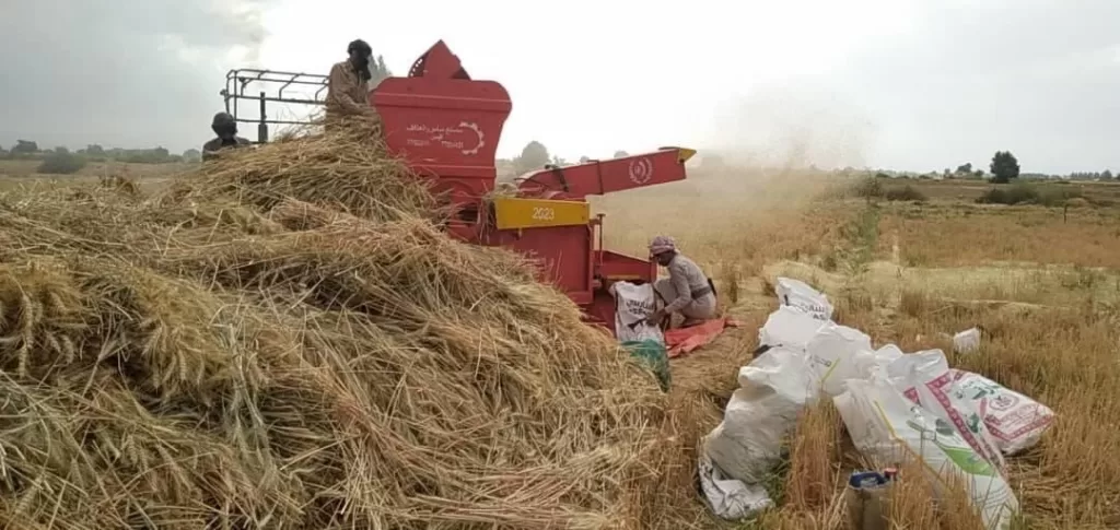 مزارع قمح في محافظة الجوف يكشف فضيحة اهتمام وزارة الزراعة في صنعاء: الإهمال والتقصير يهددون القطاع الزراعي وسط تجاهل حكومي