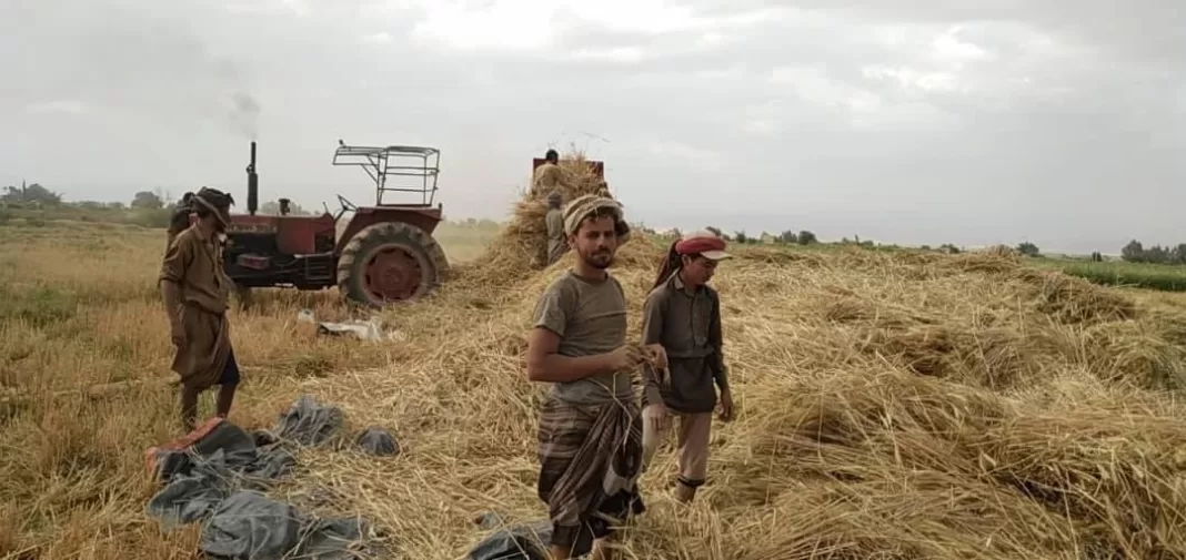 مزارع قمح في محافظة الجوف يكشف فضيحة اهتمام وزارة الزراعة في صنعاء: الإهمال والتقصير يهددون القطاع الزراعي وسط تجاهل حكومي