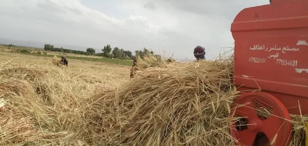 مزارع قمح في محافظة الجوف يكشف فضيحة اهتمام وزارة الزراعة في صنعاء: الإهمال والتقصير يهددون القطاع الزراعي وسط تجاهل حكومي