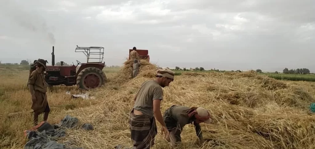 مزارع قمح في محافظة الجوف يكشف فضيحة اهتمام وزارة الزراعة في صنعاء: الإهمال والتقصير يهددون القطاع الزراعي وسط تجاهل حكومي