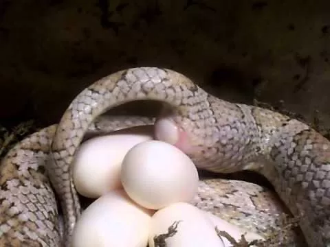 تضع الثعابين بيضها وصغارها ب 3 طرق