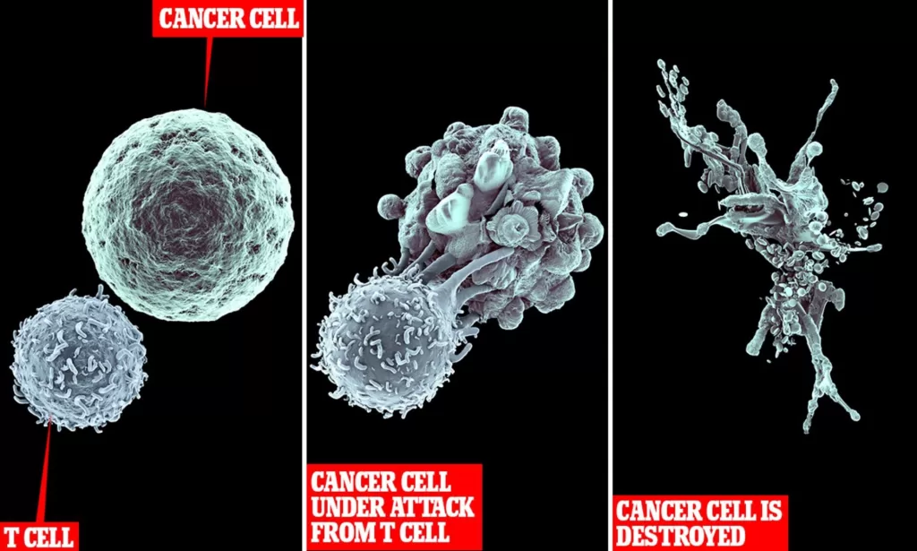 الخلايا سرطانية والجهاز المناعي للجسم