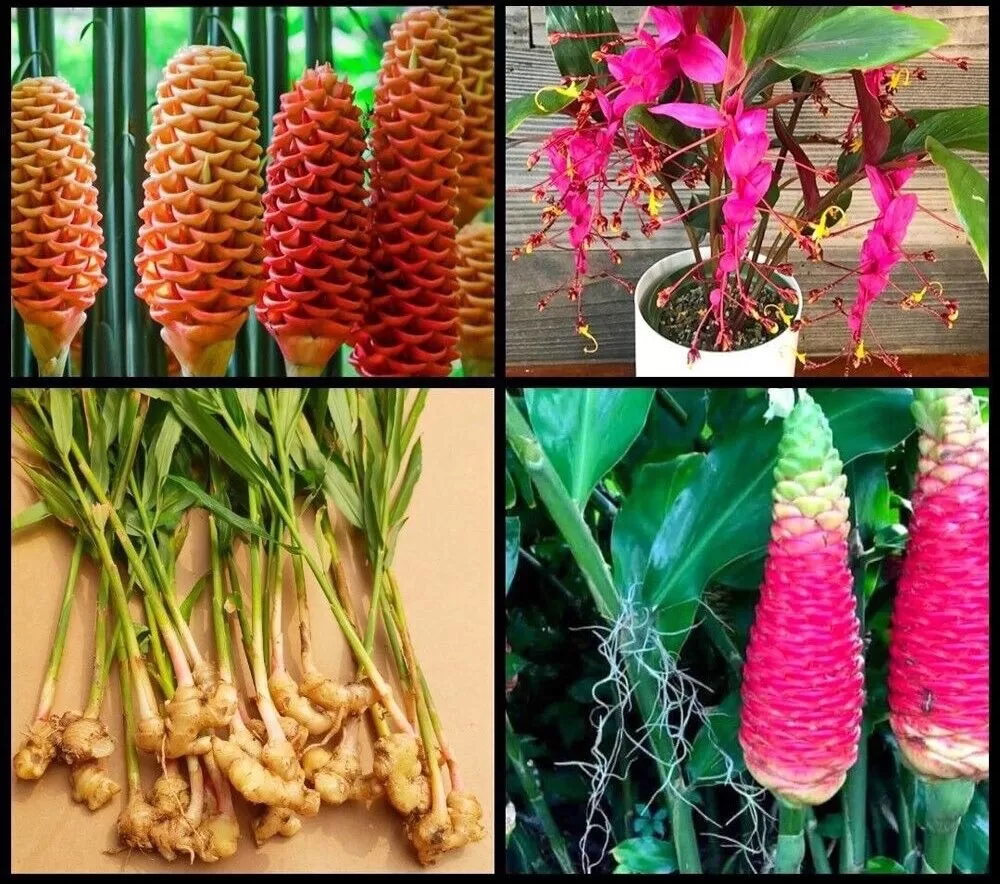 نبات وزهرة الزنجبيل