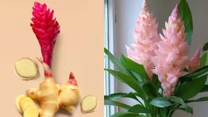 أخبار وتقارير – قصة نبات وزهرة الزنجبيل وفق دراسة علمية حديثة