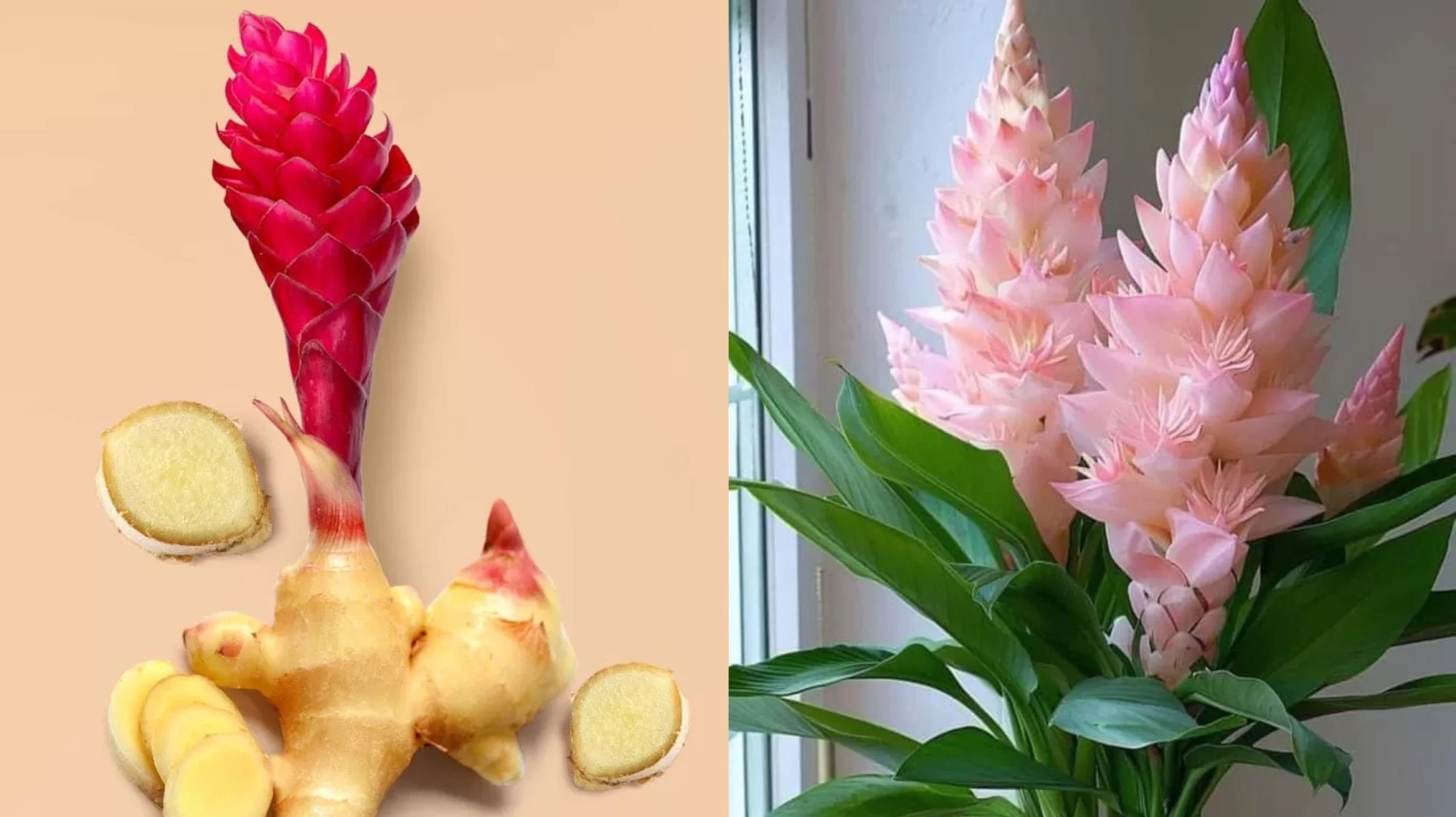 نبات وزهرة الزنجبيل مقال علمي عن فوائده