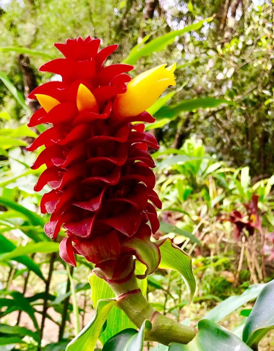 زهرة الزنجبيل