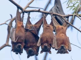 اكتشف السبب وراء نوم الخفافيش رأساً على عقب: دراسة جديدة تكشف عن أسرار هذه الظاهرة الغامضة