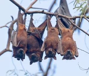 اكتشف السبب وراء نوم الخفافيش رأساً على عقب: دراسة جديدة تكشف عن أسرار هذه الظاهرة الغامضة