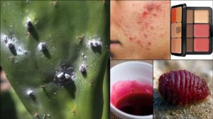 اخبار : قصة حشرة الشينشيل