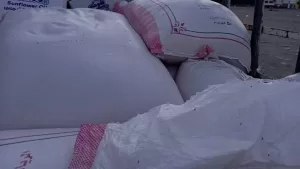 اخبار : اليمن اليوم ضبط 6.5 طن من القمح الأسترالي في مأرب مصاب بالتسوس