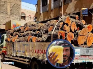 اليمن: كارثة بيئية واقتصادية تهدد شجرة السدر (500 عام) مصدر “أجود عسل في العالم” بالانقراض