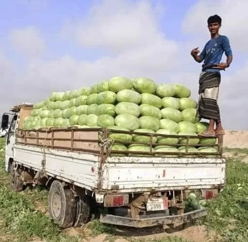 حبّحب رضوم: كنز شبوة الساحلية الذي يغزو الأسواق المحلية والعالمية