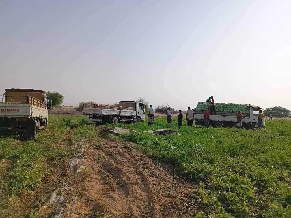 حبّحب رضوم: كنز شبوة الساحلية الذي يغزو الأسواق المحلية والعالمية