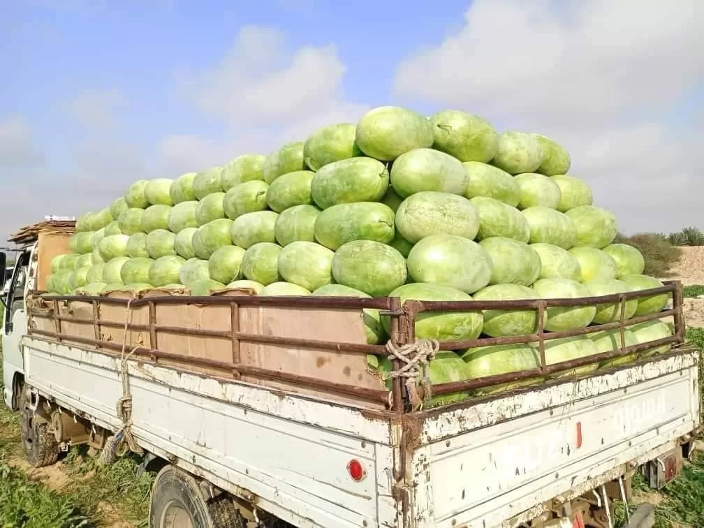 حبّحب رضوم: كنز شبوة الساحلية الذي يغزو الأسواق المحلية والعالمية