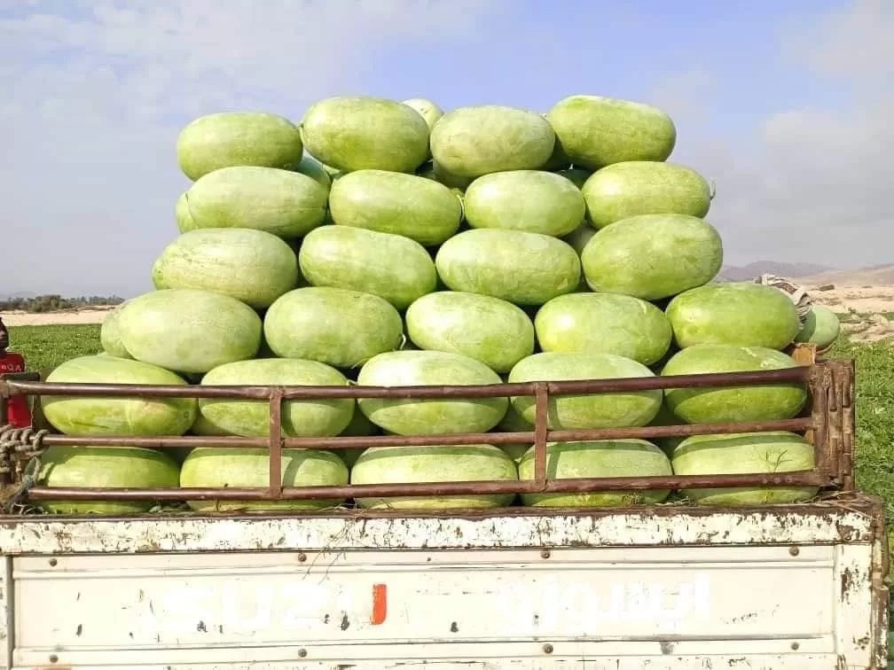 حبّحب رضوم: كنز شبوة الساحلية الذي يغزو الأسواق المحلية والعالمية