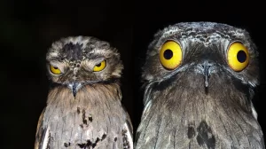 طائر غريب يثير الدهشه – أكثر طائر في العالم في حاله لا يكلم أحد ولا أحد يكلمه (فيديو)