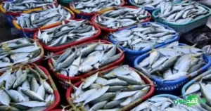 حظر تصدير الأسماك اليمنية الى السعودية وتفاقم أزمة الرواتب: خسائر للصيادين وتصعيد عمالي في الجنوب